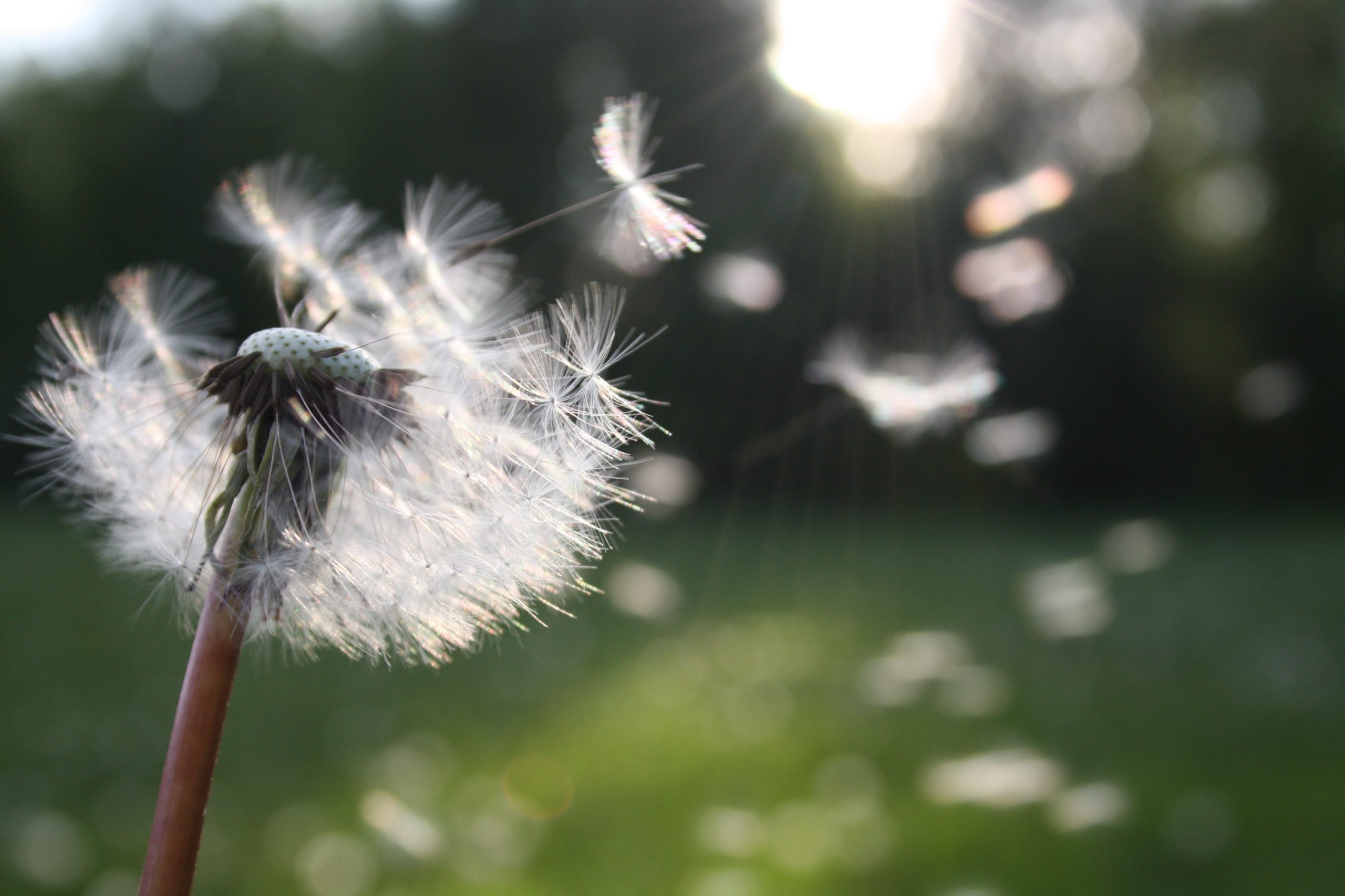 hite Dandelion Flower Shallow Focus Photography